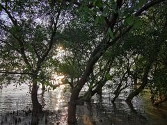 -宝安西湾红树林湿地公园