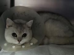 -北京博爱动物医院有限公司