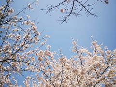 -上海辰山植物园