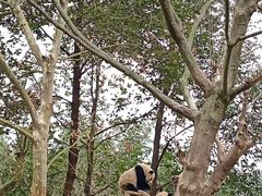 -都江堰中华大熊猫苑