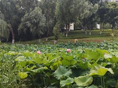 -洋湖国家湿地公园
