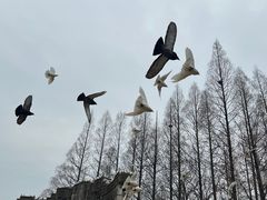 -音乐台