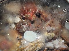 -大锅强·蒸海鲜青岛菜(吾悦广场店)