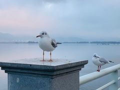 -海埂大坝