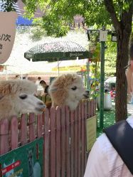 -萌宠亲子动物乐园(槐房万达店)