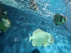 -上海海洋水族馆