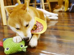 -豆柴町-柴犬主题狗咖(红鼎国际C座店)