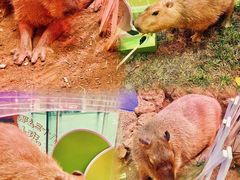-正佳雨林生态植物园