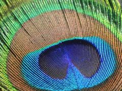 -福建鲤鱼洲酒店