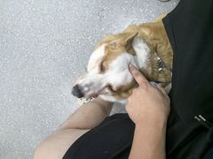 -心仪动物医院·牙专科·肿瘤·心脏科(西客站院)