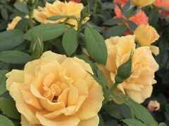 -汤臣海派理疗公馆