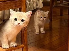 -东方名猫馆·英短金渐层布偶猫舍(环线广场1号楼店)