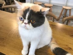 -平行世界·猫咖(首经贸店)
