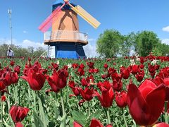 -北京国际鲜花港