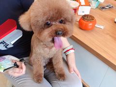 -宠物梦想家(日月豪庭店)