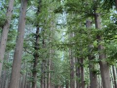 -日照海滨国家森林公园