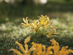 -杭州植物园
