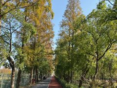 -上海长兴岛郊野公园