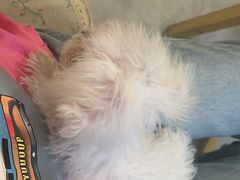 -柴犬小屋·柴餐厅·狗咖食堂(金鼎广场店)