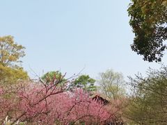 -秀丽东方