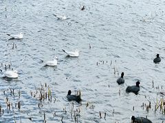 -洱海月湿地公园