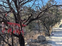 -阳台山自然风景区