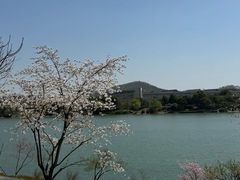 -羊山湖公园