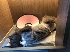 -思宇宠物医院