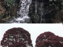 -南山植物园