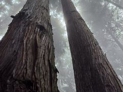 -武陵山森林公园