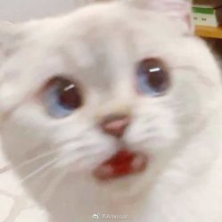 -凡碧诗毛孔收细