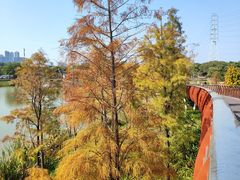 -王借岗森林公园