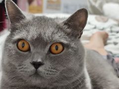 -芭比堂爱心动物医院(柯桥康爱分院)