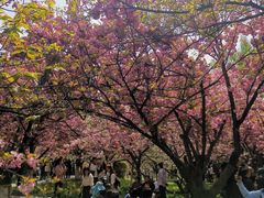 -西安青龙寺遗址景区