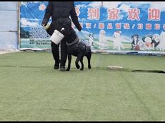 -宠物寄养训练学校