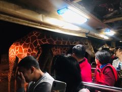 -清迈夜间动物园