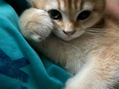 -lincat·猫舍(广州店)