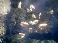 -南昌海洋公园