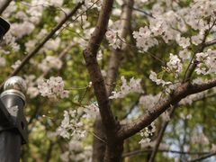 -陆家嘴中心绿地