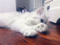 -猫大福·Fortune Cat猫舍(百子湾店)