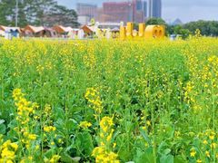 -光明小镇欢乐田园