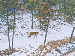 -青藏高原野生动物园