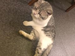 -猫色咖啡·猫咖
