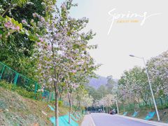 -火炉山森林公园