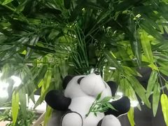 -苏鲁锭冰煮羊(兰州总店)