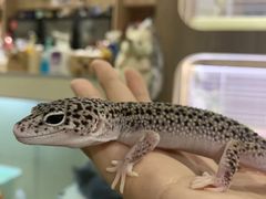 -藦茜花园宠物主题亲子互动体验馆(国顺东路店)