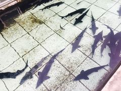 -天源渔港农庄