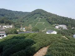 -龙井村