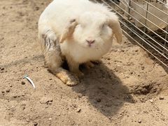 -前小桔亲子创意农场·草莓采摘·露营烧烤