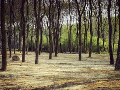 -天适樱花悠乐园